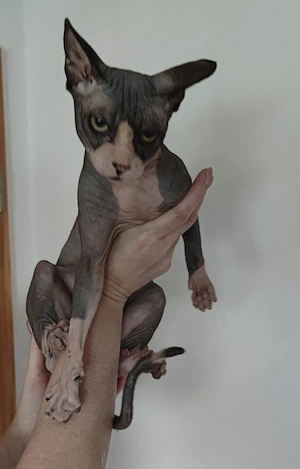 Kanadische Sphynx Kater kastriert 