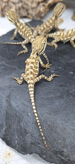 Pogona henrylawsoni- Zwergbartagamen NZ 25