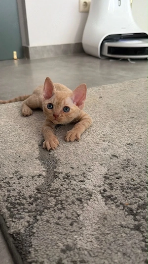 Devon Rex Kitten Stammbaum 
