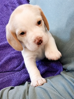 Beagle-Welpen reinrassig mit Papieren