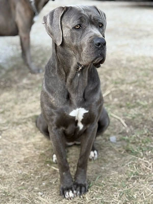 Cane Corso Welpen suchen ein neues Zuhause 