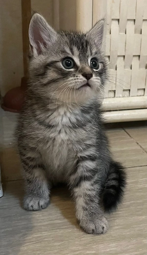 Süsse Perser Mix Kitten *_*