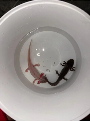 axolotl cooper + Harlekin