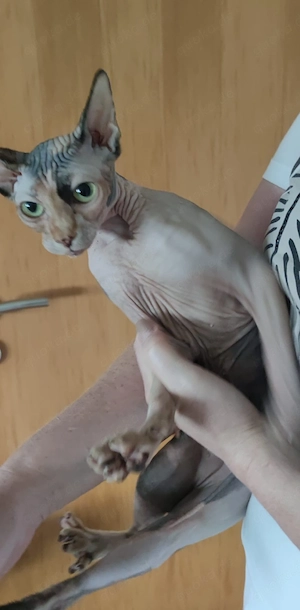 Kanadische Sphynx Katze