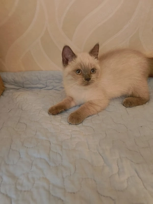 Süße BKH Katzen Babys 