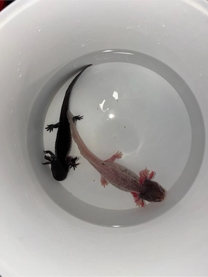 wildling + harlekin axolotl