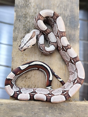 Boa constrictor constrictor Guyana F2 