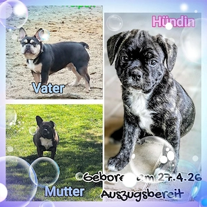 Französische Bulldoggen Welpen nur noch 1 ne Hündin 