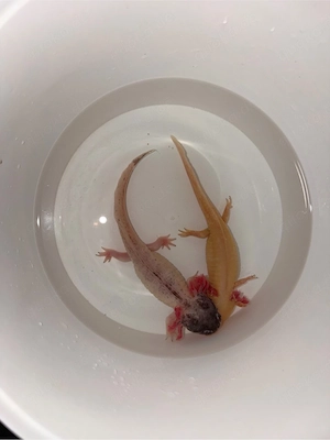 axolotl goldalbino + harlekin