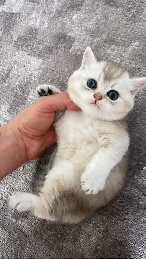 Britisch Kurzhaar (BKH) Kitten   1 Kater & 1 Katze   Reservierung möglich