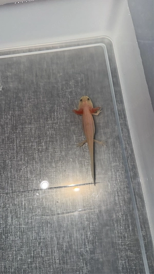 axolotl 8-10cm