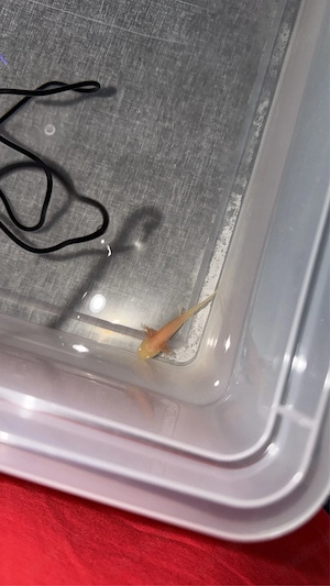 rosa Albino axolotl