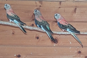 Verkaufe Bourkesittich Jungtiere