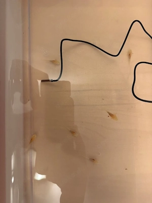 axolotl 4albino gold 3 albino Rosa