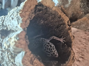 Habe 3 Junge Leopardgekos abzugeben 