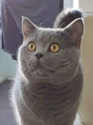 Erfahrener BKH Deckkater