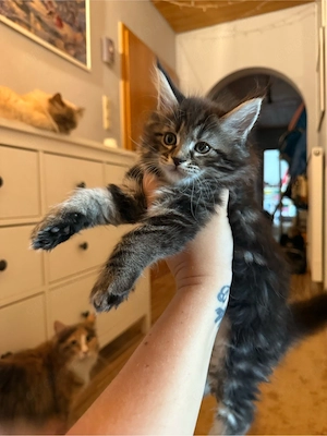 2 Edelmix kitten Blh Maine Coon