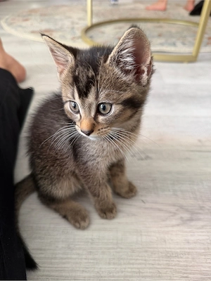babykatzen 