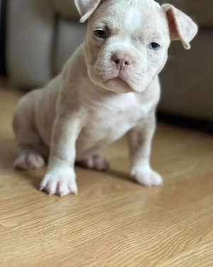    Bezaubernde American-Pit-Bull-Welpen suchen ihr Zuhause fürs Leben!   