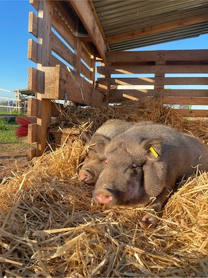 Mini Schweine abzugeben 5 stück 