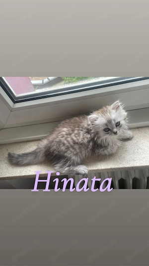 2 Wunderschöne BLH Kitten suchen ein zuhause 