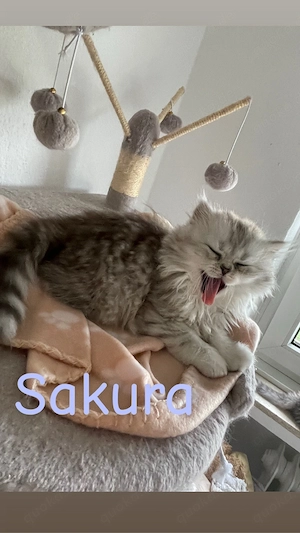 2 Wunderschöne BLH Kitten suchen ein zuhause 