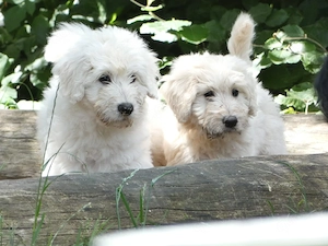Goldendoodle Welpen F1b, medium, abgabebereit!