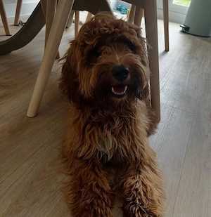    Maltipoo Welpe  Luna    Liebevolle Hündin sucht ein neues Zuhause