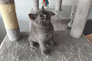 bkh kitten 