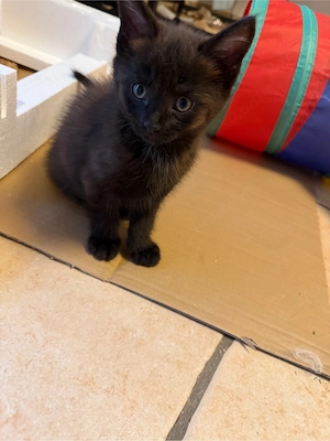 Kitten suchen ein liebevolles Zuhause