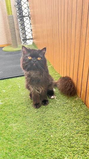 Mischo; Perserkater sucht liebevolles Zuhause