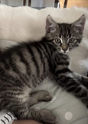 Europäisch Kurzhaar Babykater abzugeben 