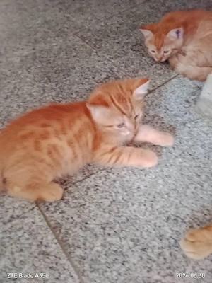 Rot Kater 