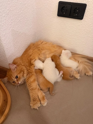 5 Katzen suchen ein neues Zuhause