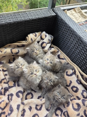 6 Perser Kinder suchen Kuschelpersonal 
