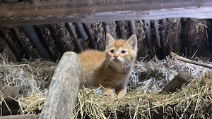 EHK Kitten , kleine Katzen 