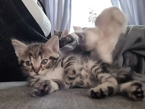 7 Katzenkinder suchen ein Zuhause 