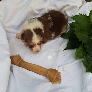 Verkaufe Australien Shepherd Mini Welpen 