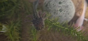 Axolotl Nachzucht