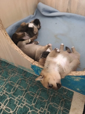 Mini Chihuahua mini Pekinese mix Babys