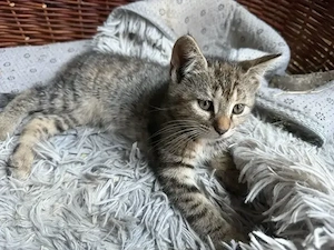 katzen in liebevolle Hände abzugeben
