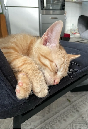 Rothaarige Kater 11 Wochen alt