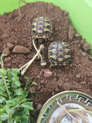 Landschildkröten Paar