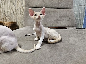 Devon Rex Kitten Erbkrankheiten frein Linien nur noch zwei Kitten 