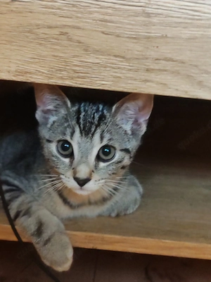 Kater sucht ein neues zu Hause 