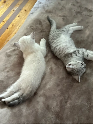 2 BKH katzen abzugeben