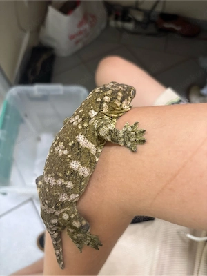 Rhacodactylus leachianus 1.0   NZ 2024