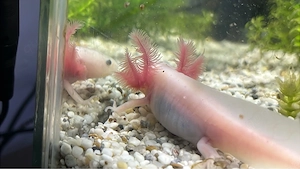 Axolotl Weisling Harlekin