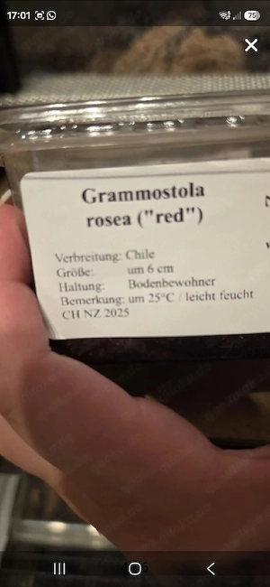 versicolor vogelspinne und grammostola rosea RED und metallica blaue ornament vogelspinne 