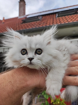 BKH Kitten, abgabebereit 